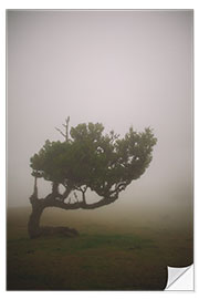 Selvklebende plakat Tree in the fog