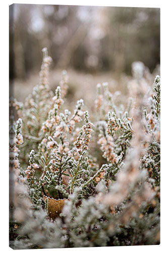 Lerretsbilde Frost-covered heathland