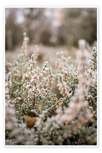 Poster Frostbedeckte Heidelandschaft