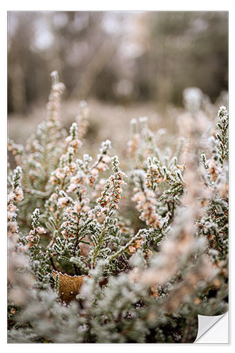 Sticker mural Frost-covered heathland