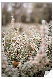 Naklejka na ścianę Frost-covered heathland