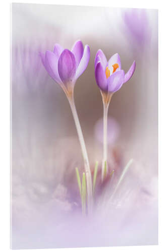 Akrylbilde Two Crocuses