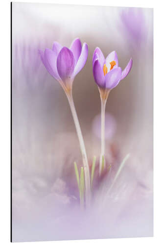 Quadro em alumínio Two Crocuses