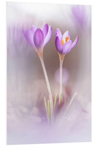 Quadro em PVC Two Crocuses