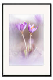 Gerahmter Kunstdruck Zwei Krokusse
