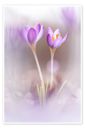 Plakat Two Crocuses