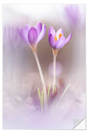 Selvklebende plakat Two Crocuses