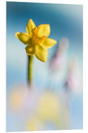 Foam board print Daffodil