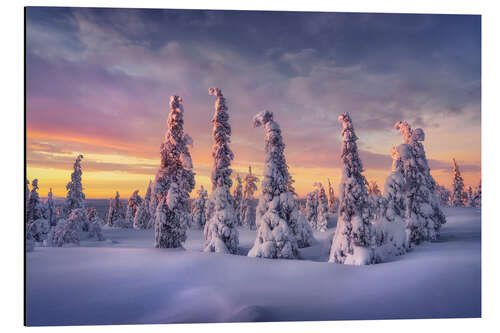 Aluminiumsbilde Winter dream Lapland