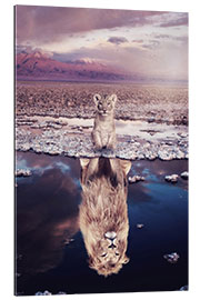 Gallery print Baby lion and his adult reflection