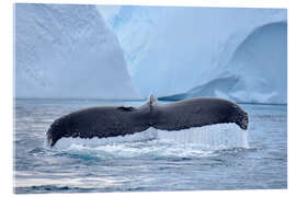 Acrylic print Humpback Whale in Icefjord