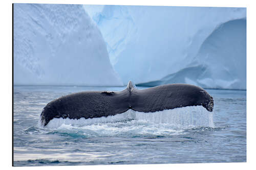 Alubild Buckelwal im Eisfjord