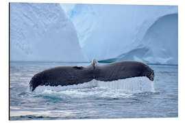 Cuadro de aluminio Humpback Whale in Icefjord