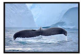 Gerahmter Kunstdruck Buckelwal im Eisfjord