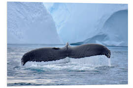 Foam board print Humpback Whale in Icefjord