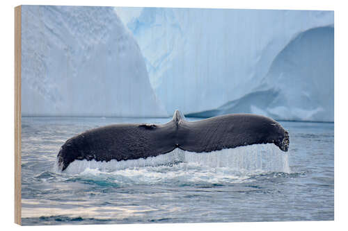 Wood print Humpback Whale in Icefjord