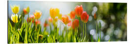 Aluminium print Tulip panorama in spring