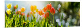 Foam board print Tulip panorama in spring