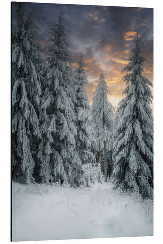 Aluminium print Winter Magic