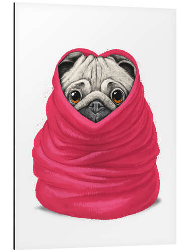 Aluminium print Pug in a warm blanket