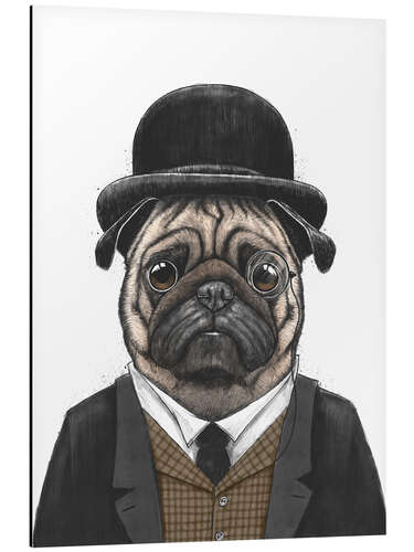 Aluminium print Sir Pug