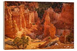 Obraz na drewnie The hoodoos of Bryce Canyon, USA