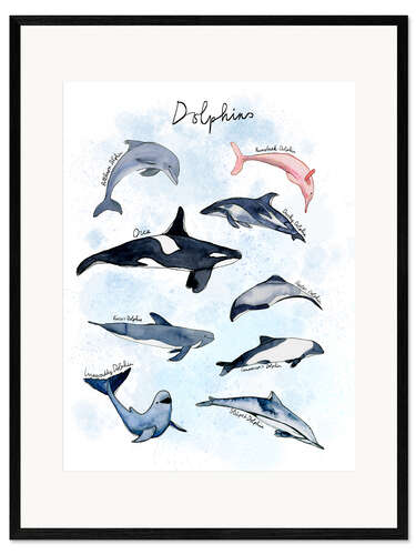 Framed art print Dolphin species watercolour