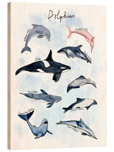 Puutaulu Dolphin species watercolour