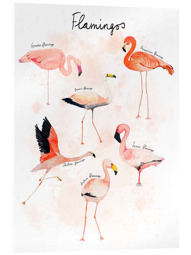 Tableau en verre acrylique Flamingo Species in Watercolour