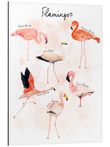 Tableau en aluminium Flamingo Species in Watercolour