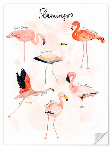 Wandsticker Flamingo Arten in Aquarell (Englisch)