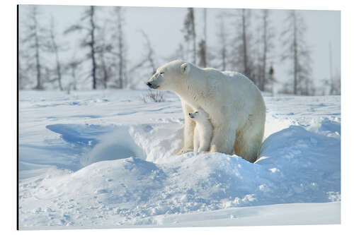 Aluminium print Mother Polar Bear With Cub, Northern Canada