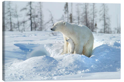 Tableau sur toile Mother Polar Bear With Cub, Northern Canada