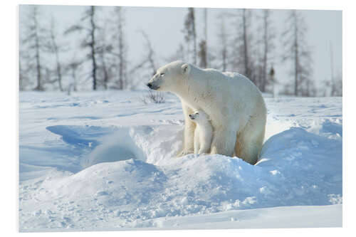 PVC-tavla Mother Polar Bear With Cub, Northern Canada