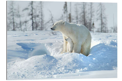 Stampa su plexi-alluminio Mother Polar Bear With Cub, Northern Canada