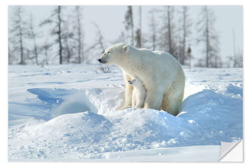 Naklejka na ścianę Mother Polar Bear With Cub, Northern Canada