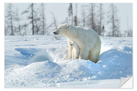 Naklejka na ścianę Mother Polar Bear With Cub, Northern Canada