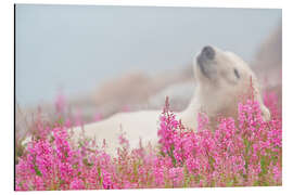 Obraz na aluminium Sleeping polar bear on a spring meadow