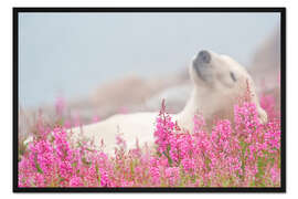 Gerahmter Kunstdruck Schlafender Eisbär auf einer Frühlingswiese