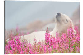 Stampa su plexi-alluminio Sleeping polar bear on a spring meadow