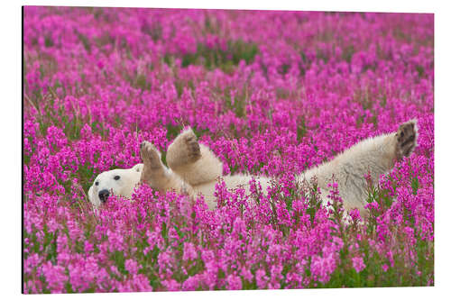 Obraz na aluminium Playing polar bear on a spring meadow
