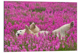 Cuadro de aluminio Playing polar bear on a spring meadow