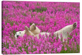 Canvastavla  Playing polar bear on a spring meadow - Dennis Fast