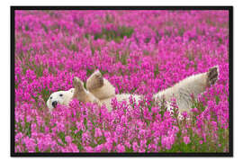 Gerahmter Kunstdruck Spielender Eisbär auf einer Frühlingswiese