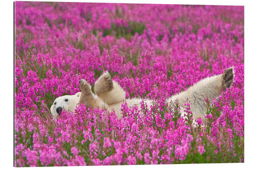 Stampa su plexi-alluminio Playing polar bear on a spring meadow