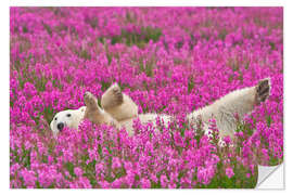 Naklejka na ścianę Playing polar bear on a spring meadow