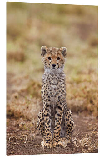 Akrylglastavla Cheetah Cub