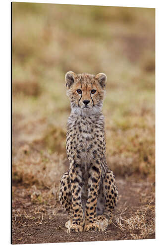 Aluminium print Cheetah Cub