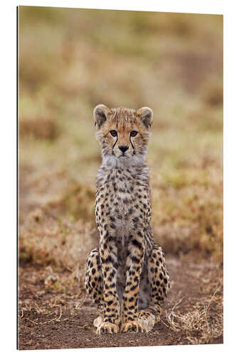 Gallery print Cheetah Cub