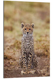 Magnettafel Gepardenjunges